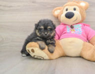 6 week old Pomachon Puppy For Sale - Fairfield Furbabies