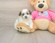 7 week old Pomachon Puppy For Sale - Fairfield Furbabies