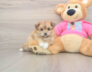 5 week old Pomachon Puppy For Sale - Fairfield Furbabies