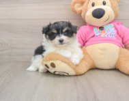 7 week old Pomachon Puppy For Sale - Fairfield Furbabies