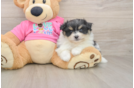 Pomachon Puppy for Adoption