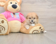 5 week old Pomachon Puppy For Sale - Fairfield Furbabies