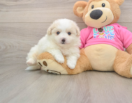 7 week old Pomachon Puppy For Sale - Fairfield Furbabies