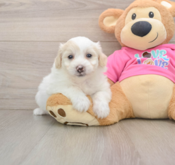 8 week old Pomachon Puppy For Sale - Fairfield Furbabies