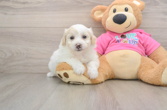GARCIA, a Pomachon littermate