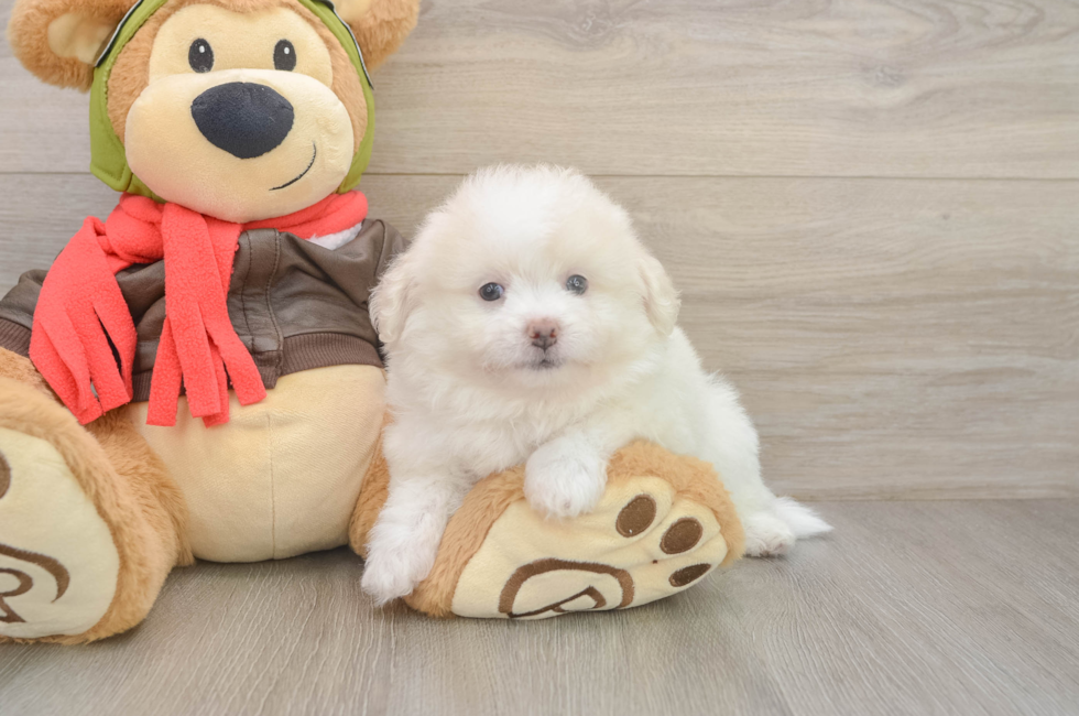 6 week old Pomachon Puppy For Sale - Fairfield Furbabies