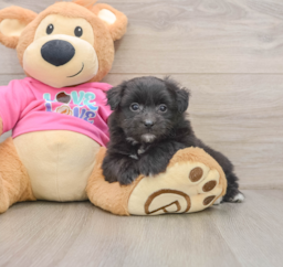 8 week old Pomachon Puppy For Sale - Fairfield Furbabies