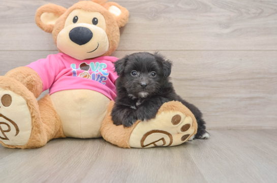 GIBSON, a Pomachon littermate