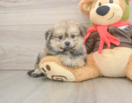 6 week old Pomachon Puppy For Sale - Fairfield Furbabies