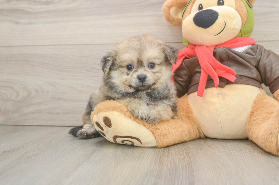 6 week old Pomachon Puppy For Sale - Fairfield Furbabies