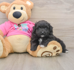 8 week old Pomachon Puppy For Sale - Fairfield Furbabies