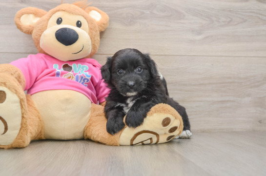 GODIVA, a Pomachon littermate