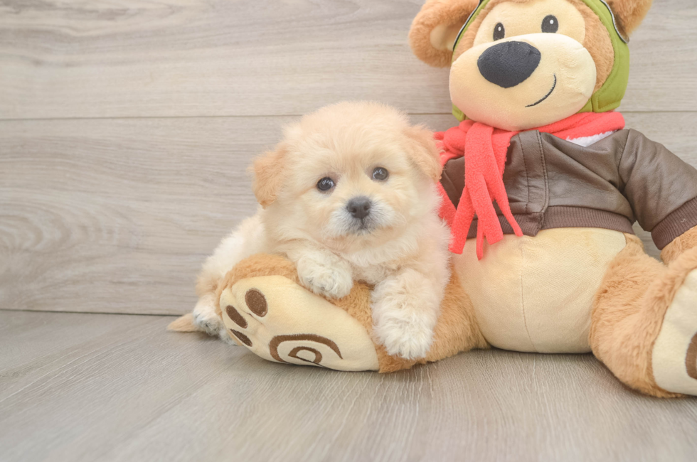 6 week old Pomachon Puppy For Sale - Fairfield Furbabies