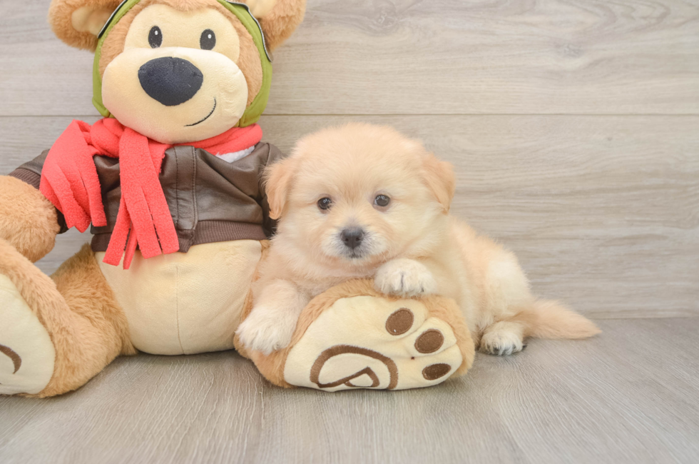 6 week old Pomachon Puppy For Sale - Fairfield Furbabies