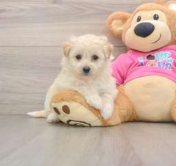 8 week old Pomachon Puppy For Sale - Fairfield Furbabies