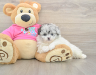 7 week old Pomachon Puppy For Sale - Fairfield Furbabies
