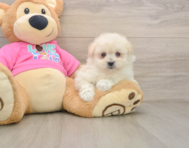 7 week old Pomachon Puppy For Sale - Fairfield Furbabies