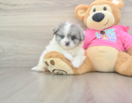 7 week old Pomachon Puppy For Sale - Fairfield Furbabies