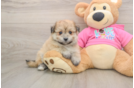 Fluffy Pomachon Designer Pup