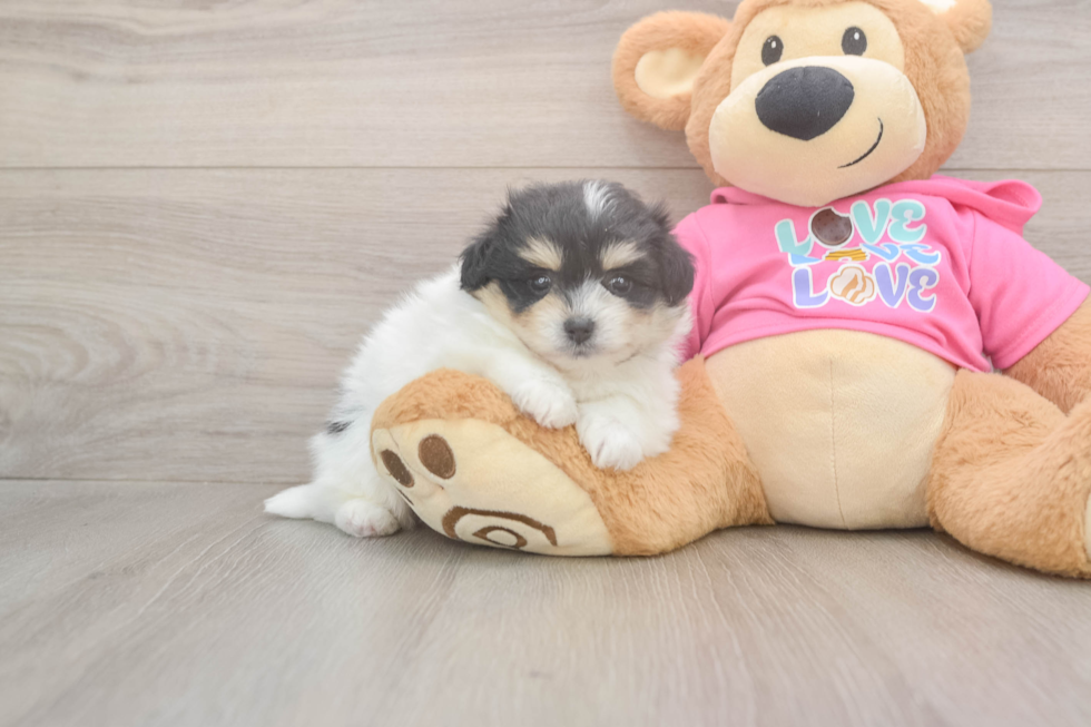 Pomachon Puppy for Adoption