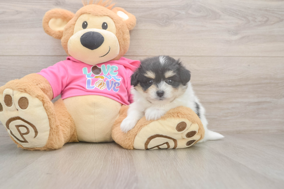 Pomachon Pup Being Cute