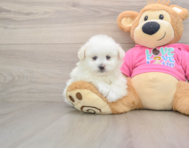 7 week old Pomachon Puppy For Sale - Fairfield Furbabies