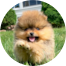 Pomeranian Puppies For Sale - Fairfield Furbabies Pomeranian Puppies For Sale - Fairfield Furbabies