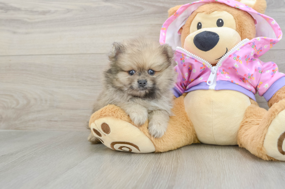 6 week old Pomeranian Puppy For Sale - Fairfield Furbabies