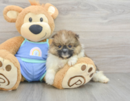 7 week old Pomeranian Puppy For Sale - Fairfield Furbabies