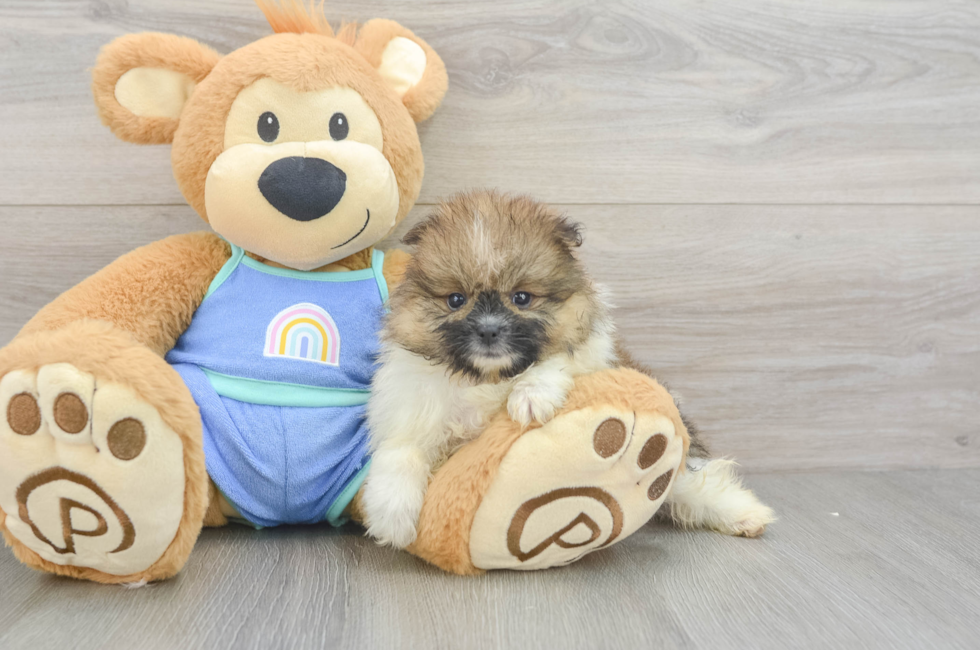 7 week old Pomeranian Puppy For Sale - Fairfield Furbabies