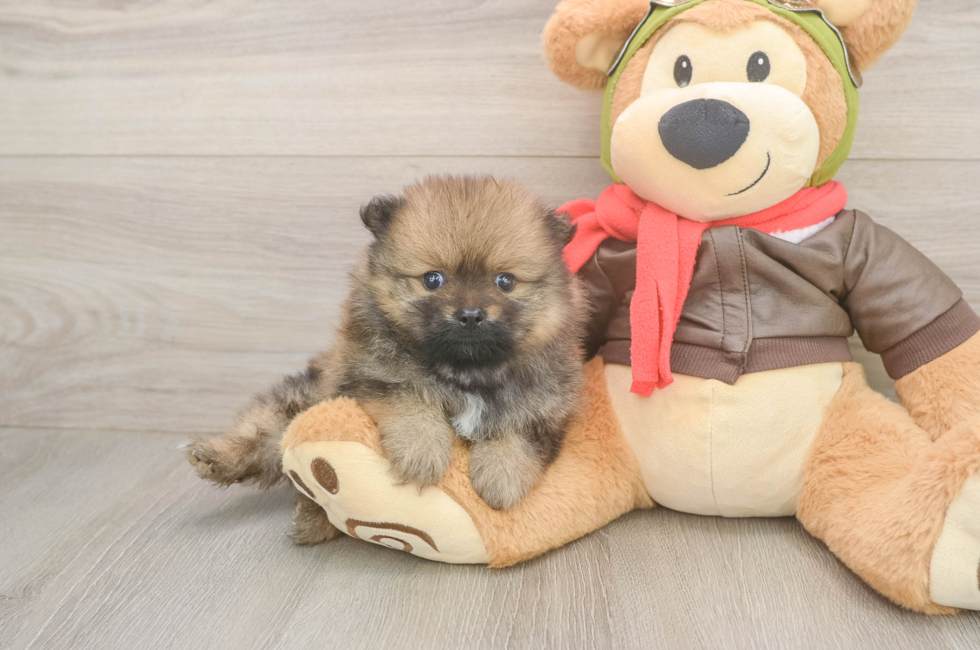 5 week old Pomeranian Puppy For Sale - Fairfield Furbabies