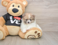 10 week old Pomeranian Puppy For Sale - Fairfield Furbabies