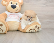 7 week old Pomeranian Puppy For Sale - Fairfield Furbabies
