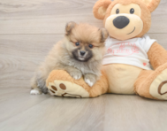 7 week old Pomeranian Puppy For Sale - Fairfield Furbabies