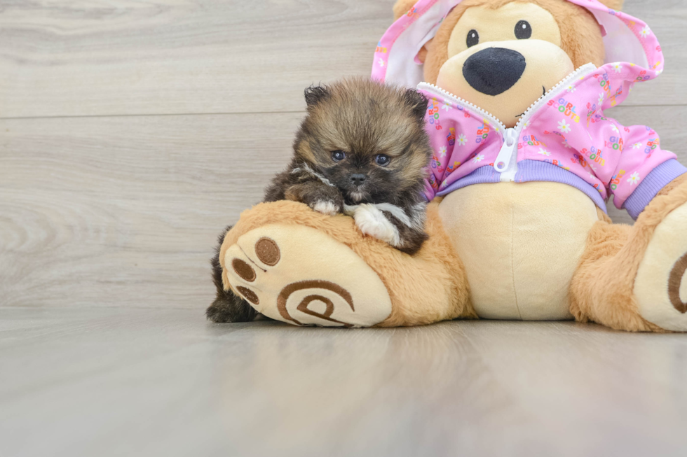 Pomeranian Puppy for Adoption