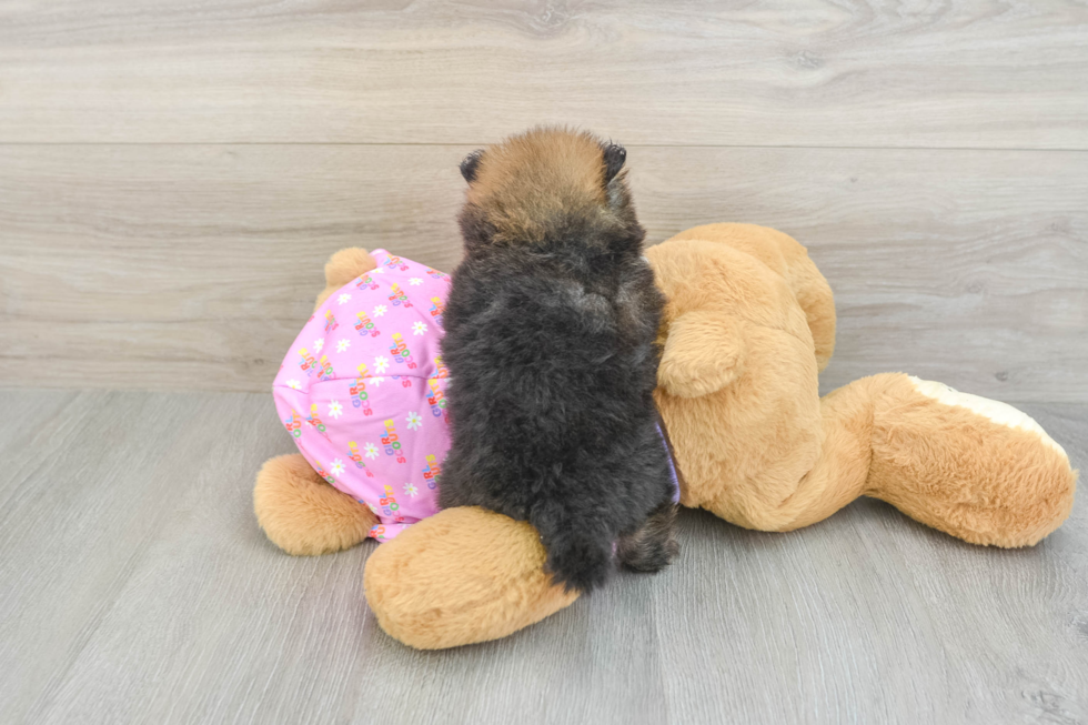 Energetic Dwarf Spitz Purebred Puppy