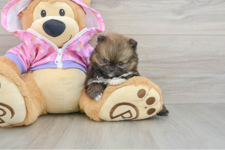 Petite Pom Dog Purebred Puppy