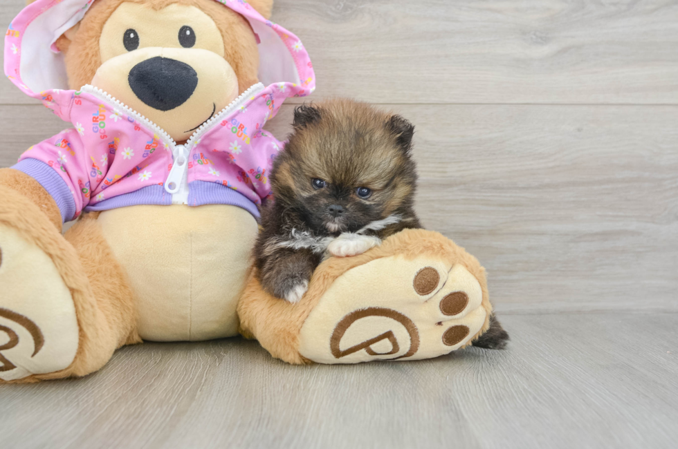 6 week old Pomeranian Puppy For Sale - Fairfield Furbabies