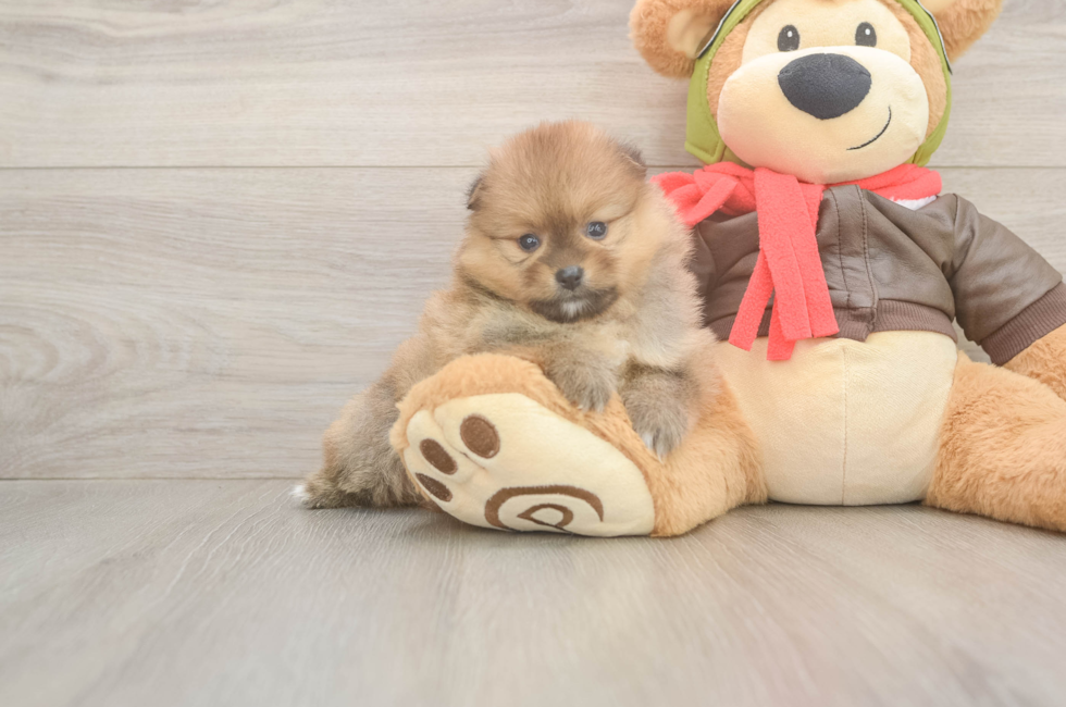 5 week old Pomeranian Puppy For Sale - Fairfield Furbabies