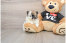 Playful Pomeranian Purebred Pup