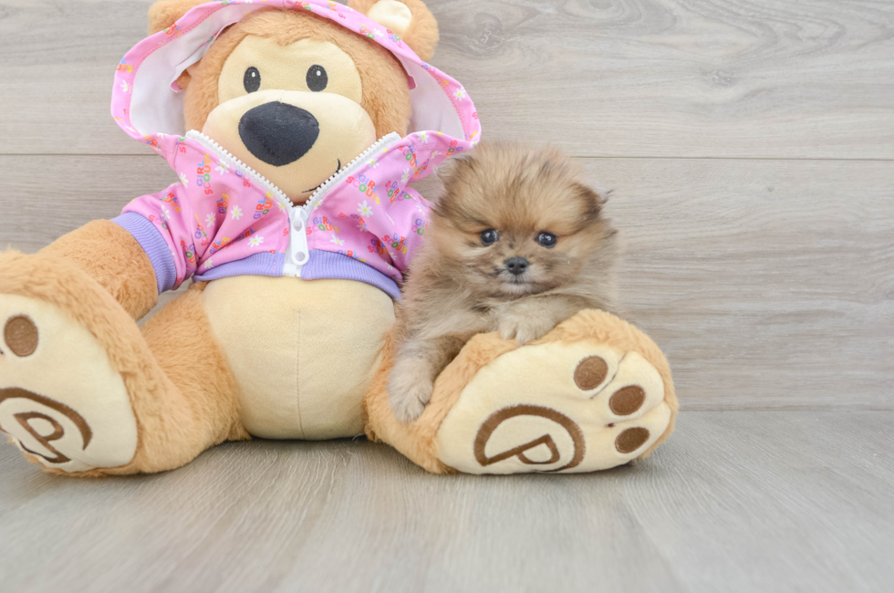 6 week old Pomeranian Puppy For Sale - Fairfield Furbabies
