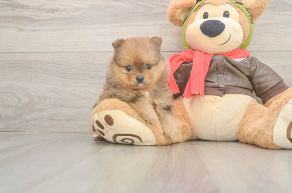 5 week old Pomeranian Puppy For Sale - Fairfield Furbabies