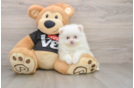 Pomeranian Pup Being Cute