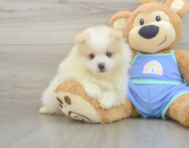 7 week old Pomeranian Puppy For Sale - Fairfield Furbabies