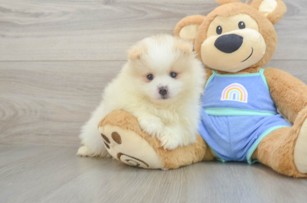 7 week old Pomeranian Puppy For Sale - Fairfield Furbabies