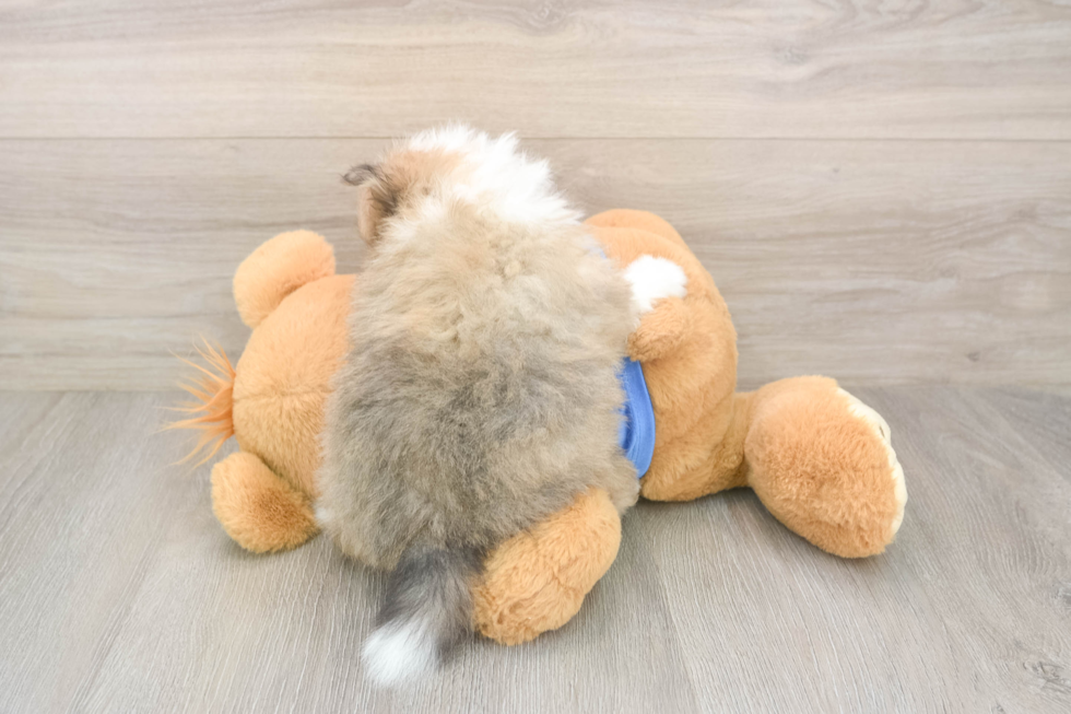 Best Pomeranian Baby