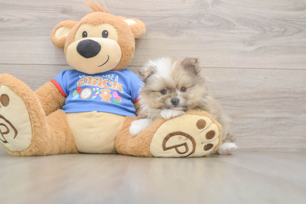 Pomeranian Pup Being Cute