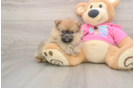 Energetic Dwarf Spitz Purebred Puppy