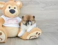 8 week old Pomeranian Puppy For Sale - Fairfield Furbabies