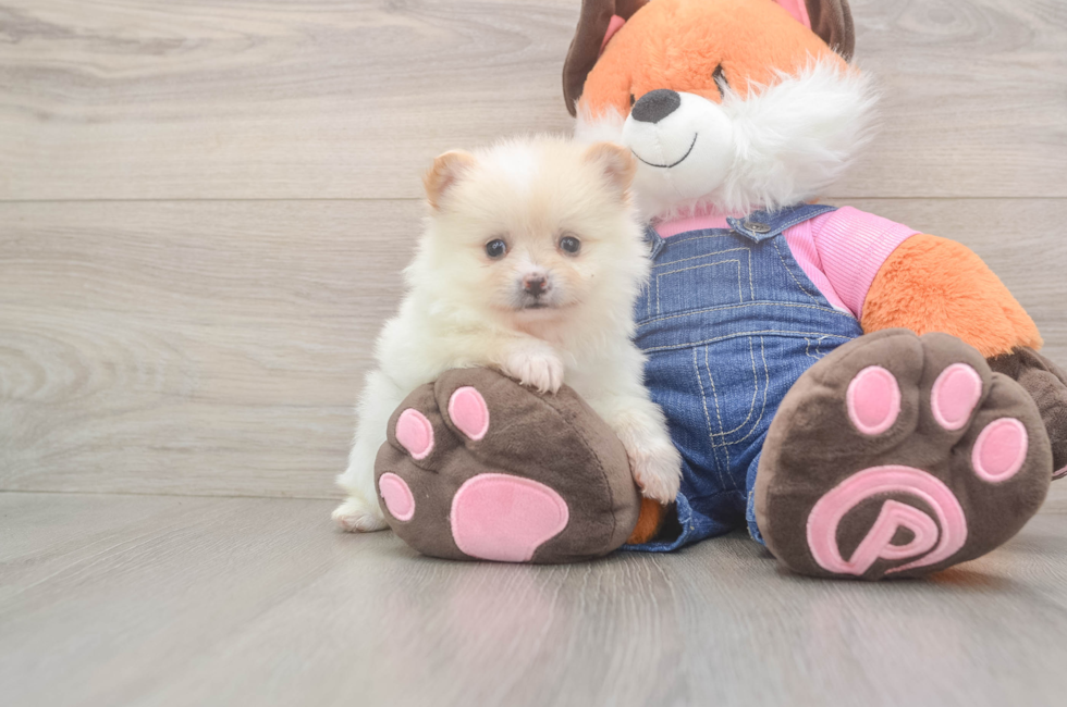 5 week old Pomeranian Puppy For Sale - Fairfield Furbabies